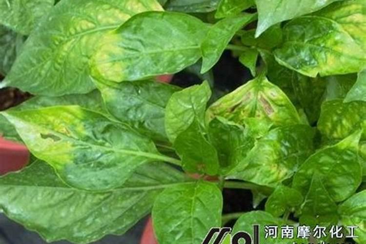 棚室辣椒什么时候补钙硼