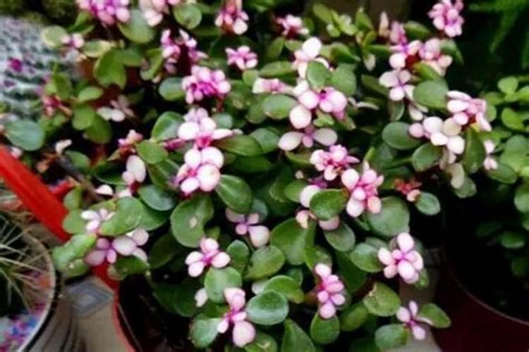 植物金枝玉叶怎么养才长得好 植物金枝玉叶长得好的养殖方法