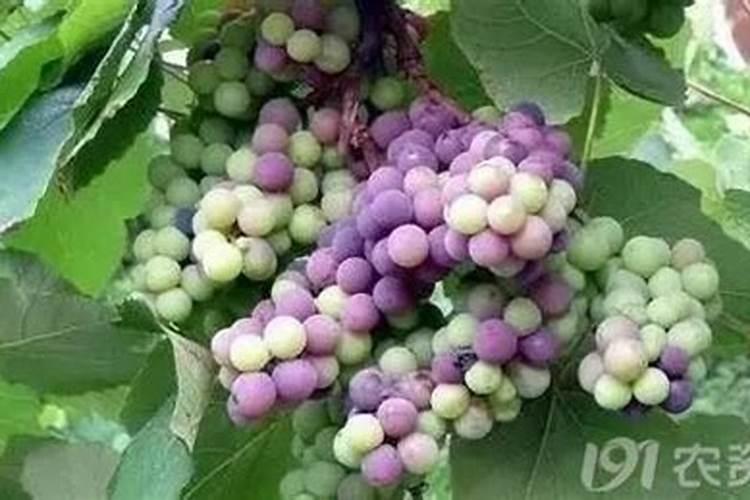 水培绿萝有根可以在土里栽培吗？如何在土壤中培养？