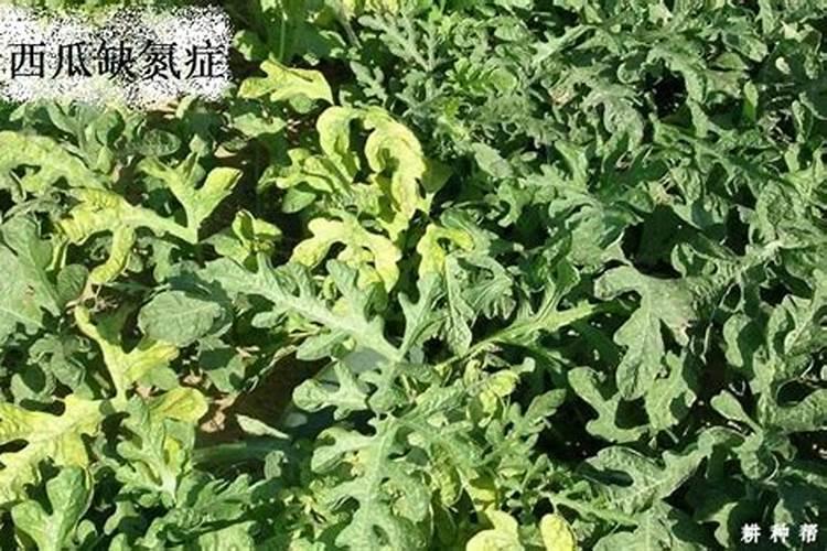 西瓜厚皮是什么原因造成的,请各位老师讲一下!