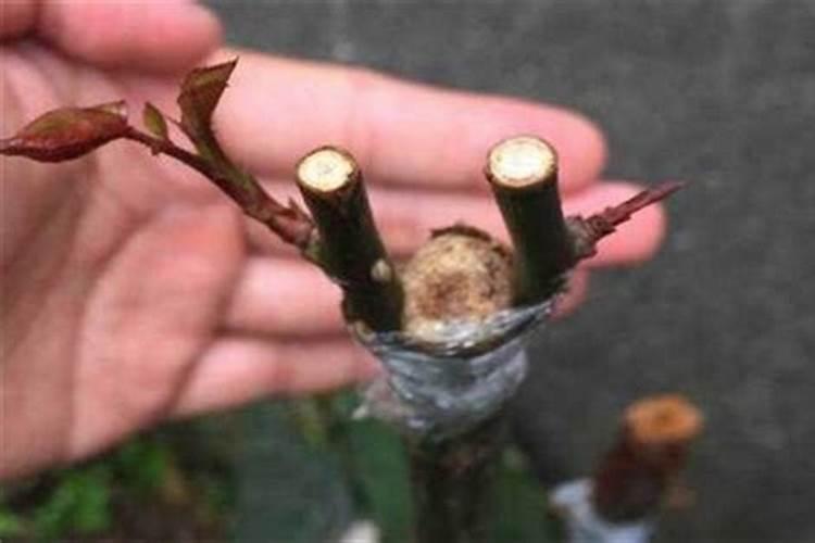 ...时候能喷叶面肥吗？月季开花前什么时候喷施叶面肥