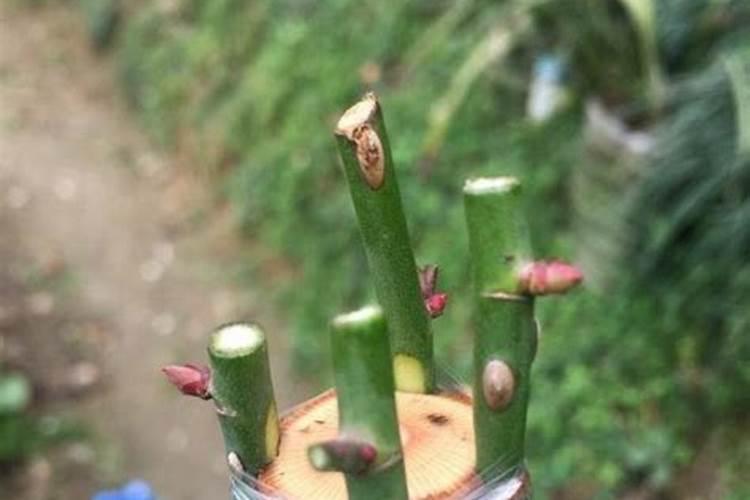 鱼蛋白水溶肥可以浇什么花？