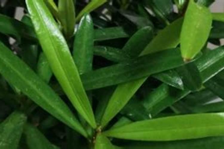水培绿萝施什么肥？