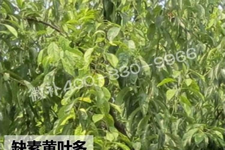 黑法师抹头后如何施肥生长旺盛