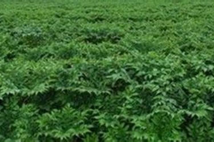 魔芋用什么肥料产量高 附施肥注意事项
