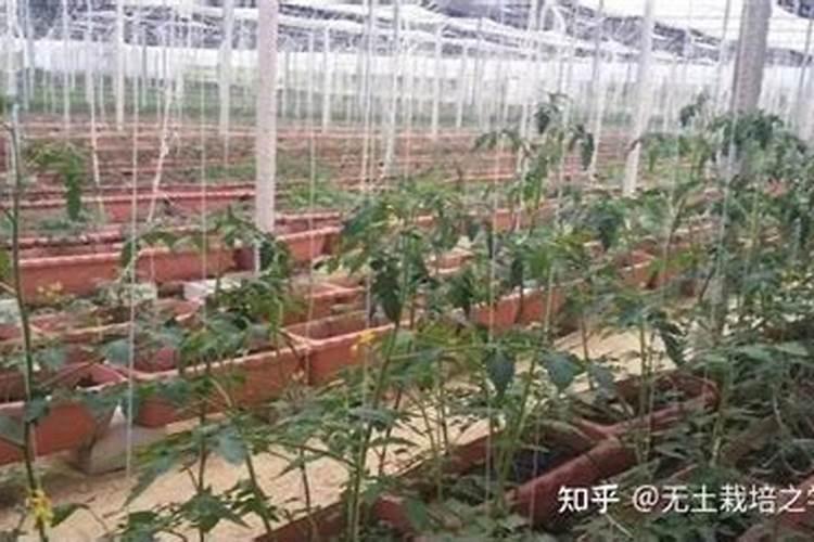 芸苔素使用有什么禁忌