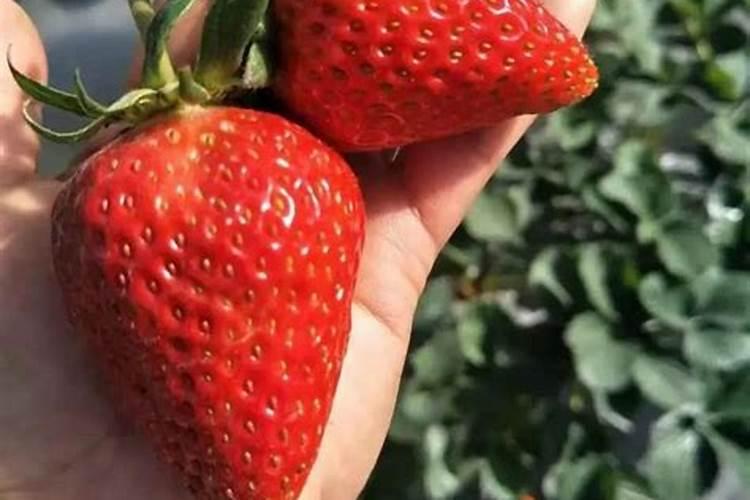 磷肥氮肥尿素复合肥的区别