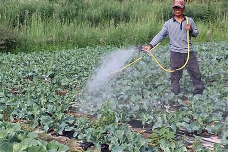 橘子树用什么肥料最好