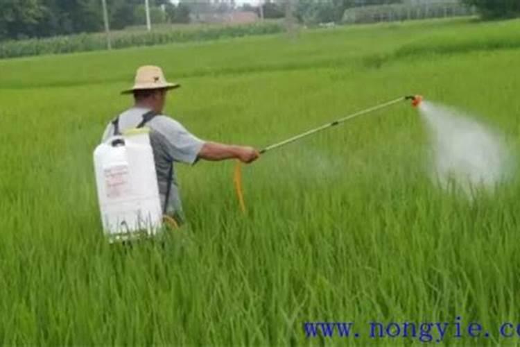 种植蒜苗施什么肥料最好(用什么底肥长苗快又不伤苗)