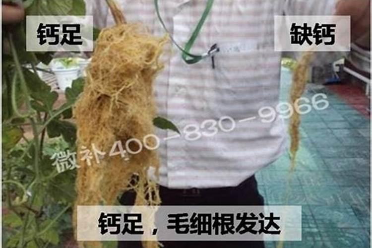 蒜苗施什么肥料最好