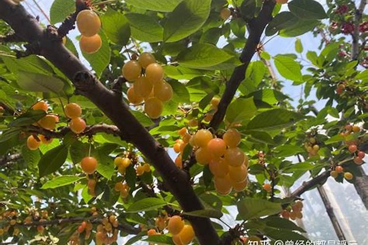 无棉被樱桃大棚怎么管理？