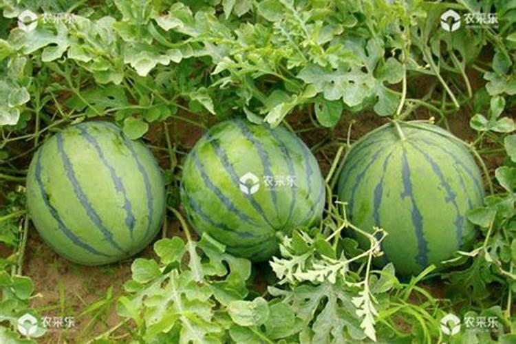 种植西瓜用什么肥料最佳 种植西瓜用的肥料