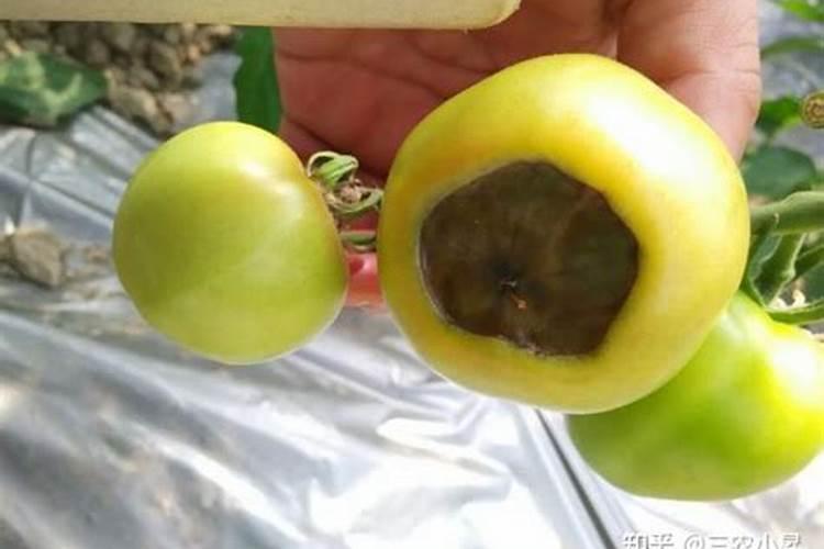 西红柿栽培技术是什么？