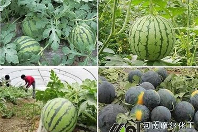 浇小西瓜幼苗用水溶肥用多少克？