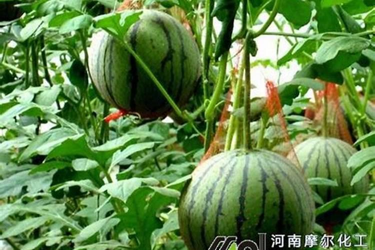 水溶复合肥在西瓜什么阶段使用？