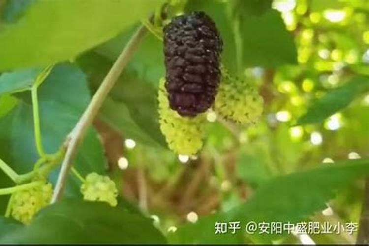 桑葚的果期管理的注意事项