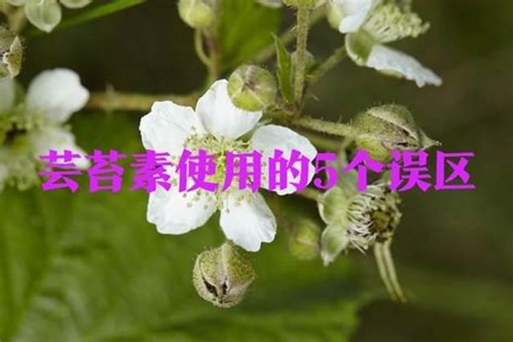 芸苔素用多了对植物有影响吗