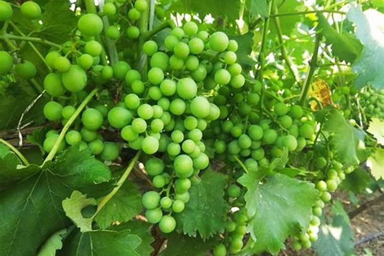 紫花苜蓿初期施什么肥料花卉百科