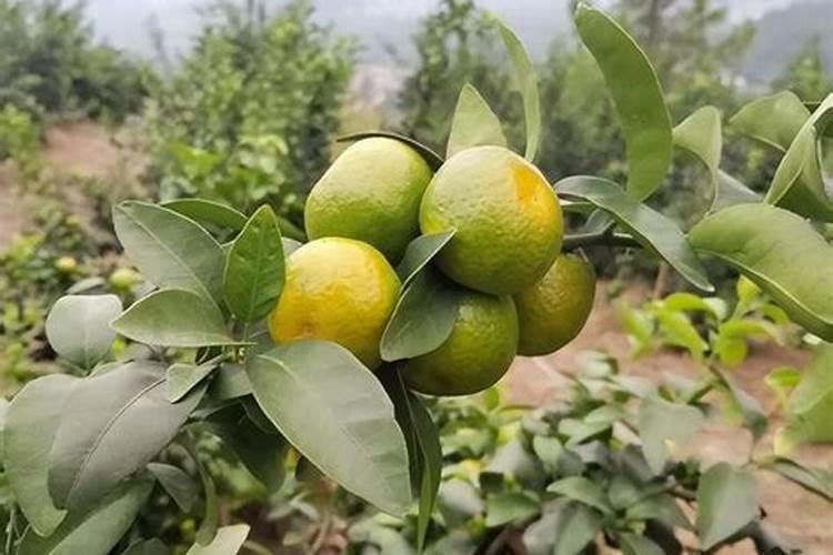 种柑橘用什么肥料最好
