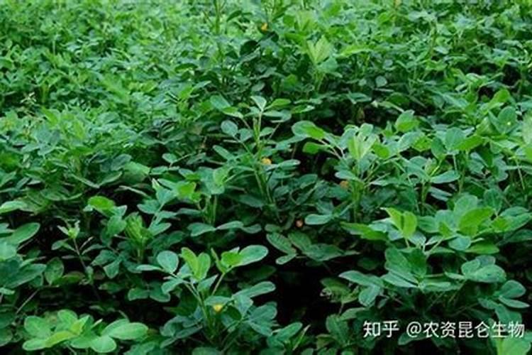 为什么花生根后会长虫子？