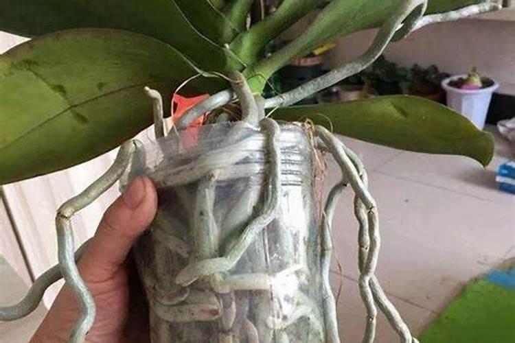 养花用什么肥料最好