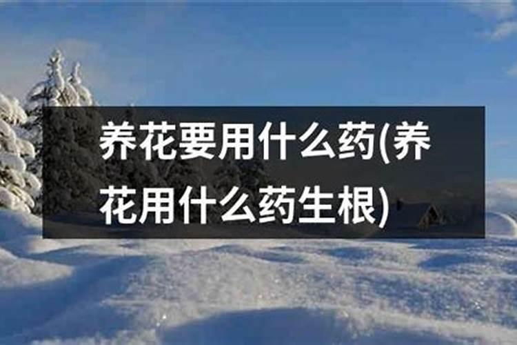 生根壮根的肥料有哪些