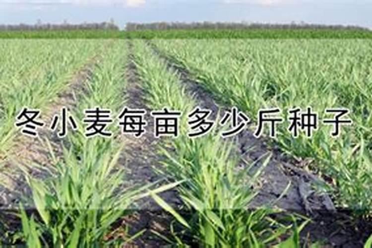 麦冬底肥放什么肥好(底肥施用方法)