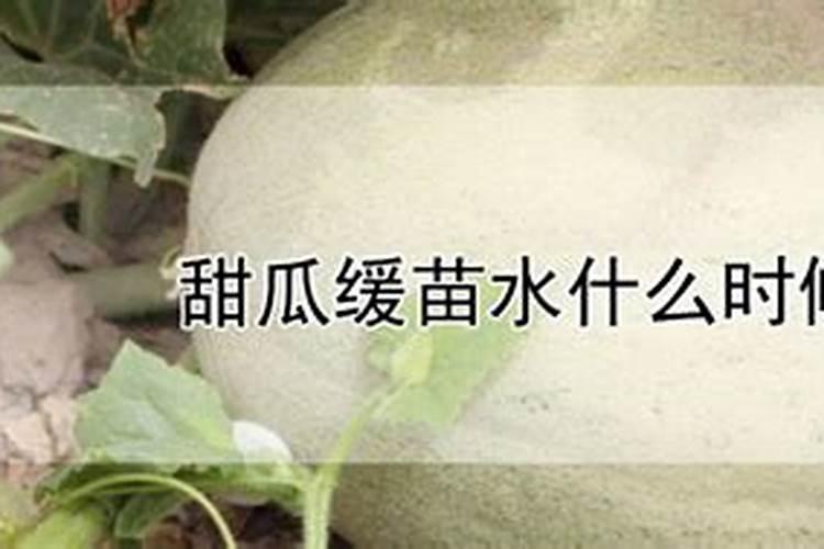 甜瓜苗期可以喷叶面肥吗？