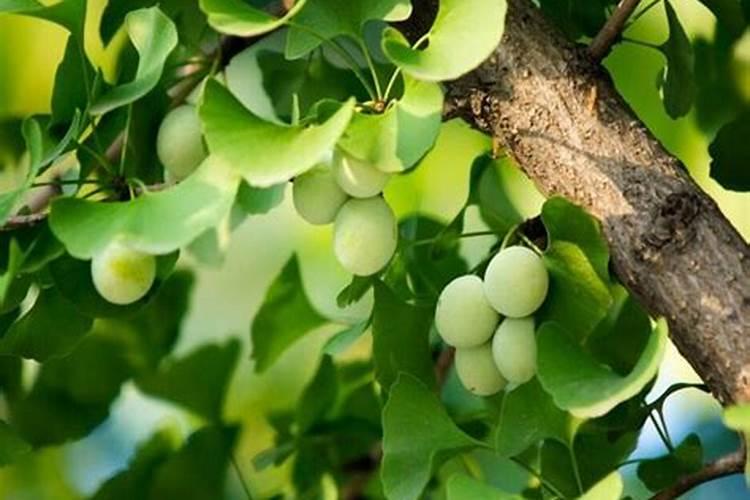 银杏树移植后施什么肥