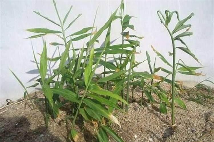 反季节姜的种植