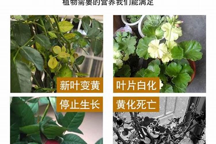 草缸里的红草不红,都变绿了,是怎么回事,怎么能变红呢？