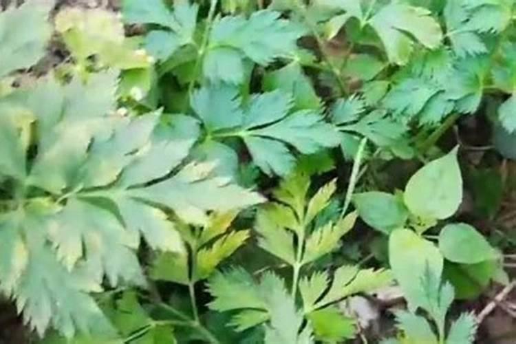 种植过川芎的料能种花吗？