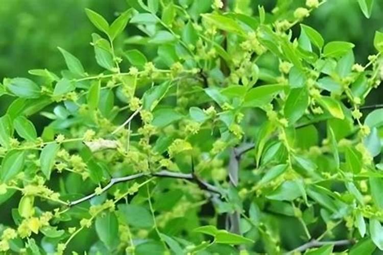 枣树用哪种冲施肥,什么时候用效果最好