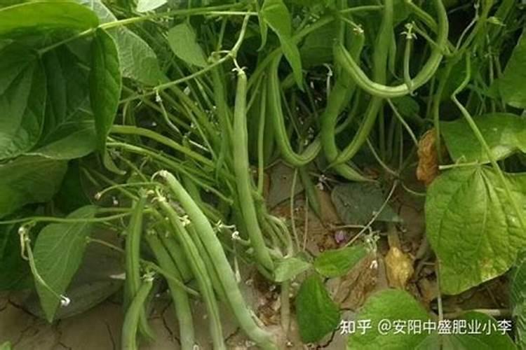 四季豆施什么肥料