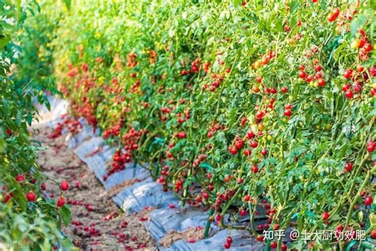 西红柿用什么叶面肥比较好