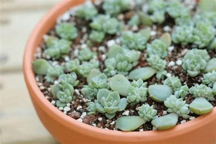 ...草莓需要补钙吗需要不需要 草莓缺钙怎么办用什么补钙最好