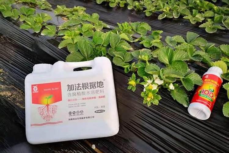 草莓缺钙冲施什么肥料