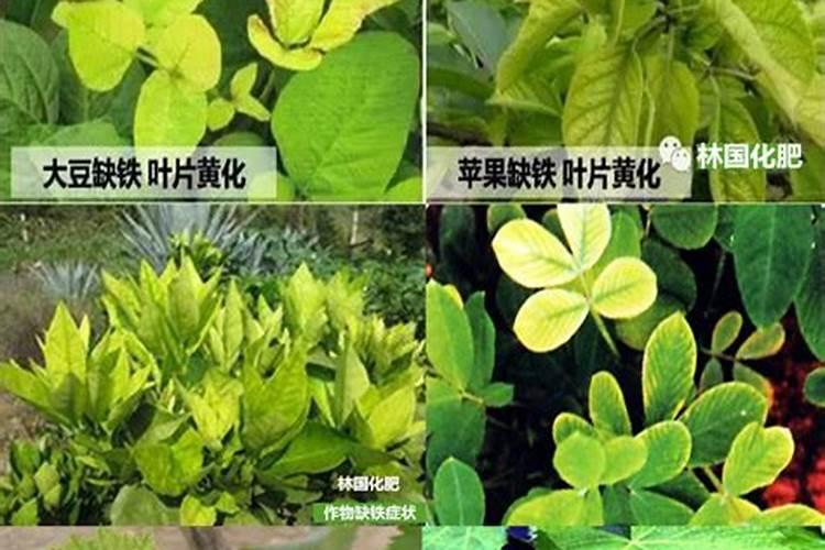 果树缺铁黄叶补救方法