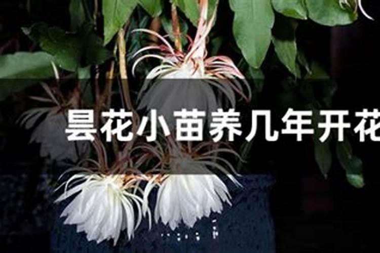 全世界最小的国家
