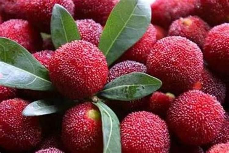 杨梅树施什么肥料好？