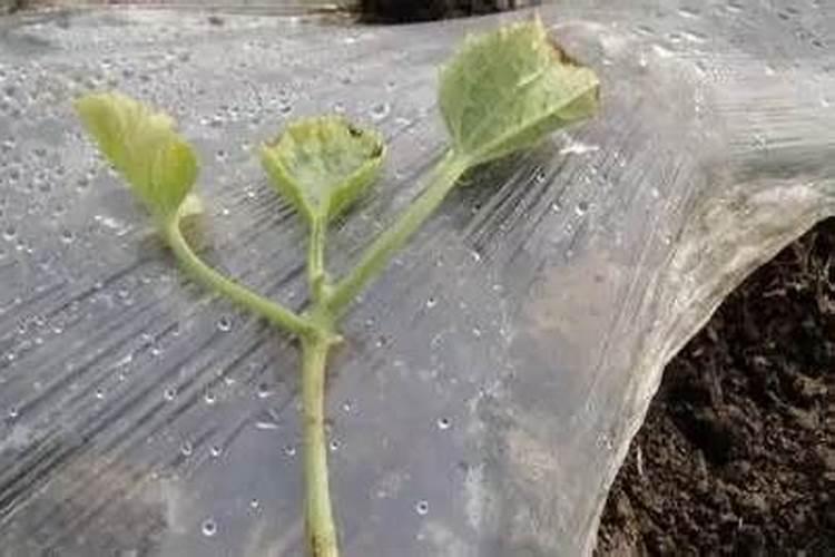 米兰花怎么浇水施肥