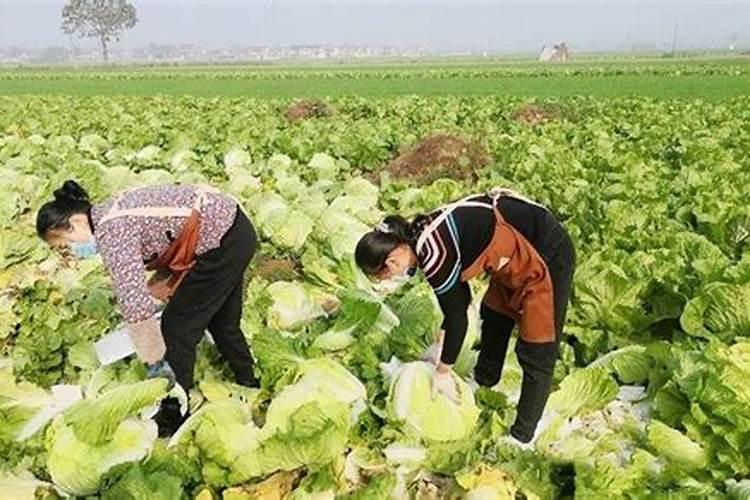土豆施肥技术要点 马铃薯施肥技术要点