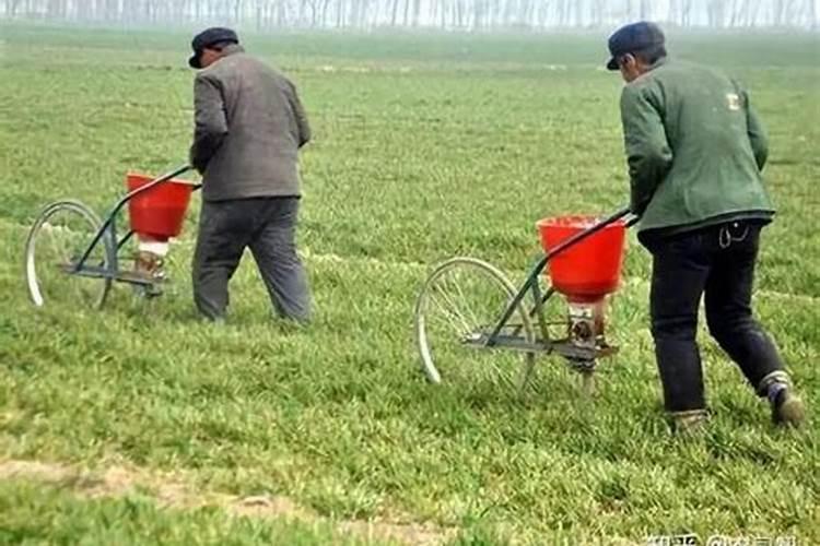 尿素可以用来给栀子花施肥吗