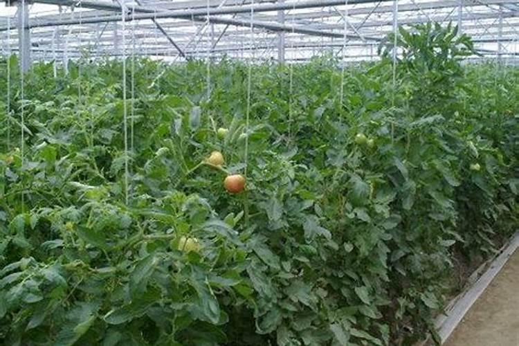 番茄在开花的时候适合用啥叶面肥来补充养分？