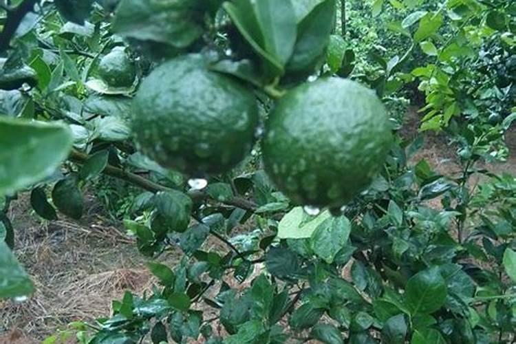 生姜用什么肥料才高产 附施肥方法