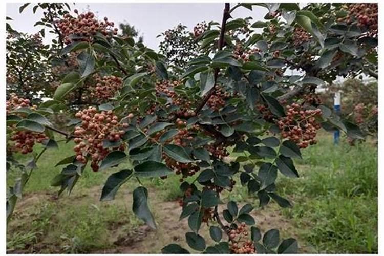花椒树的种植方法(详解花椒种植技术)