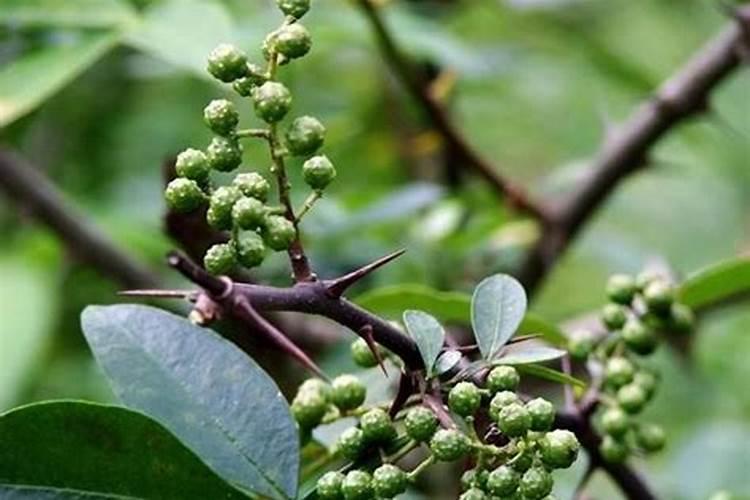 花椒采摘前15天左右能使用磷酸二氢钾吗？