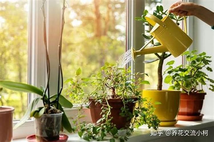 中国水溶肥的前十名中国十大水溶肥排名