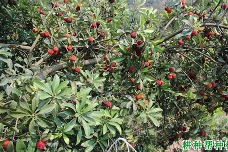 荔枝树苗种植方法