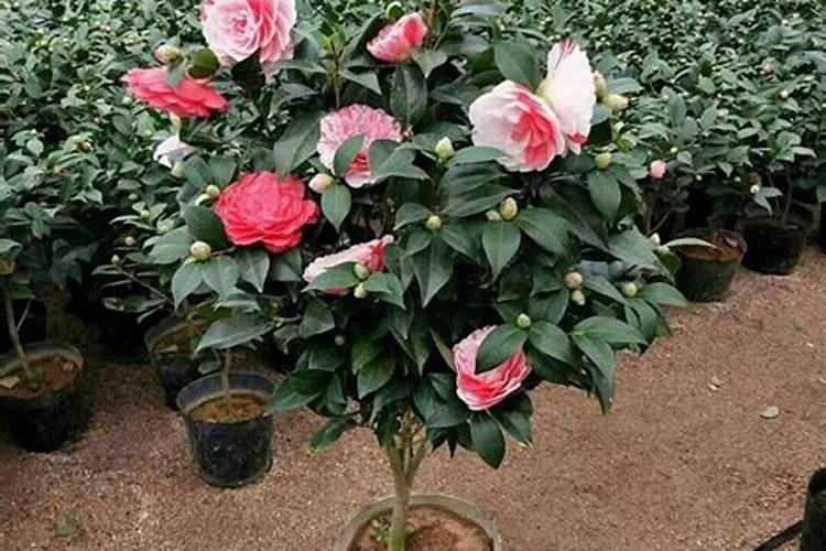 山茶花开花时能施肥吗,开花期施什么肥